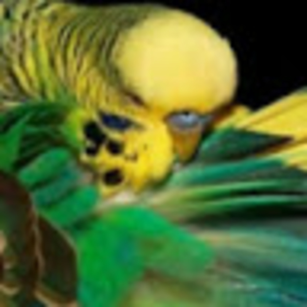 Meet your Posher, Duck duck